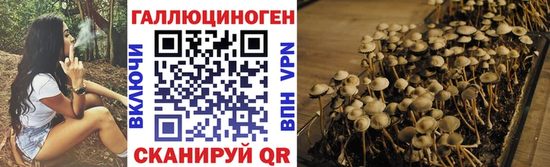 даркнет сайт  Брянск  нарко площадка Telegram  Псилоцибиновые грибы GOLDEN TEACHER 